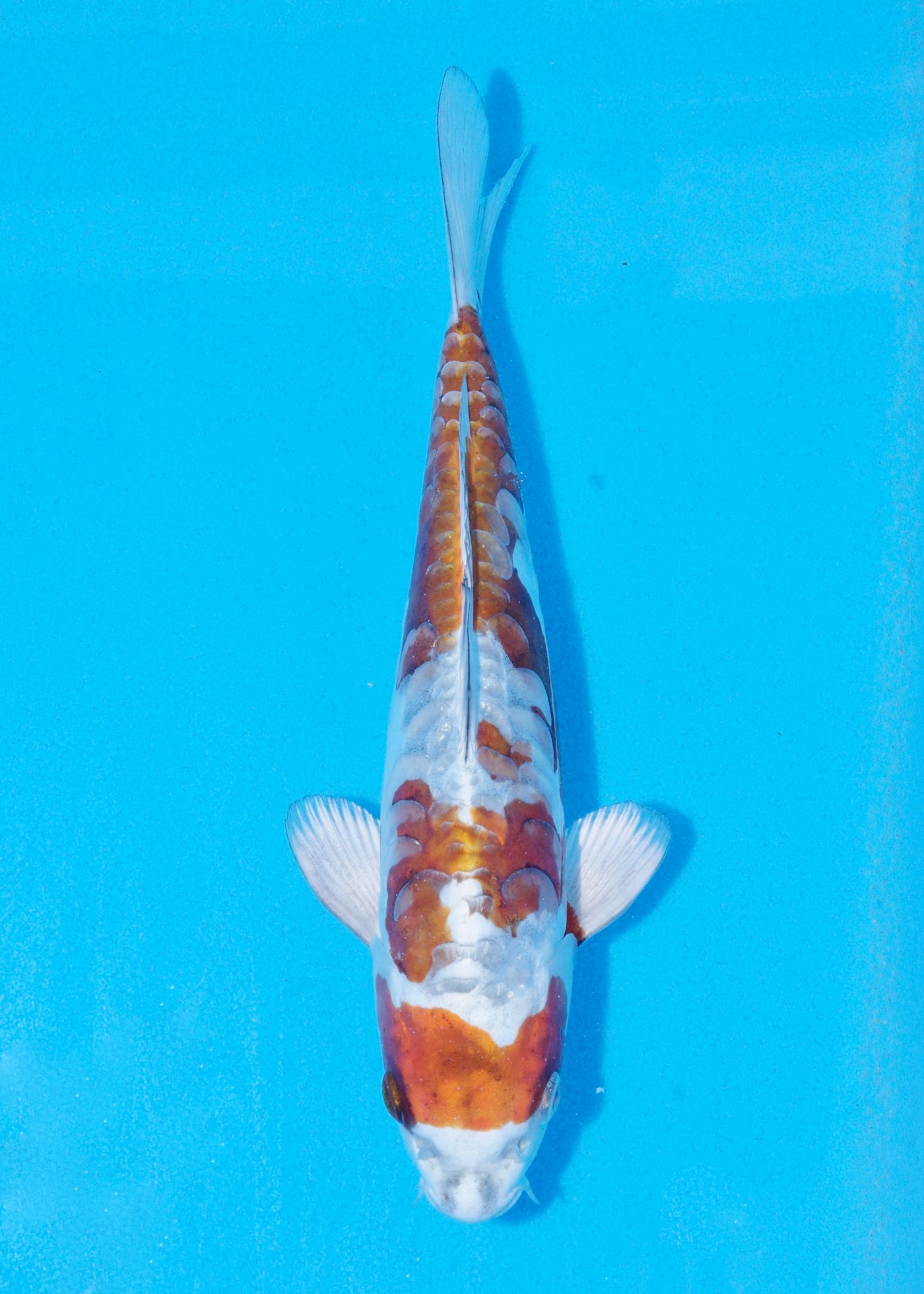 26cm Doitsu Kogane Ochiba (Byer Koi Farm) REF - JUN36