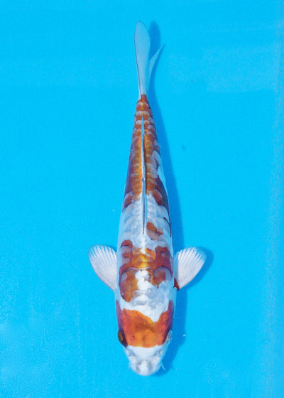 26cm Doitsu Kogane Ochiba (Byer Koi Farm) REF - JUN36