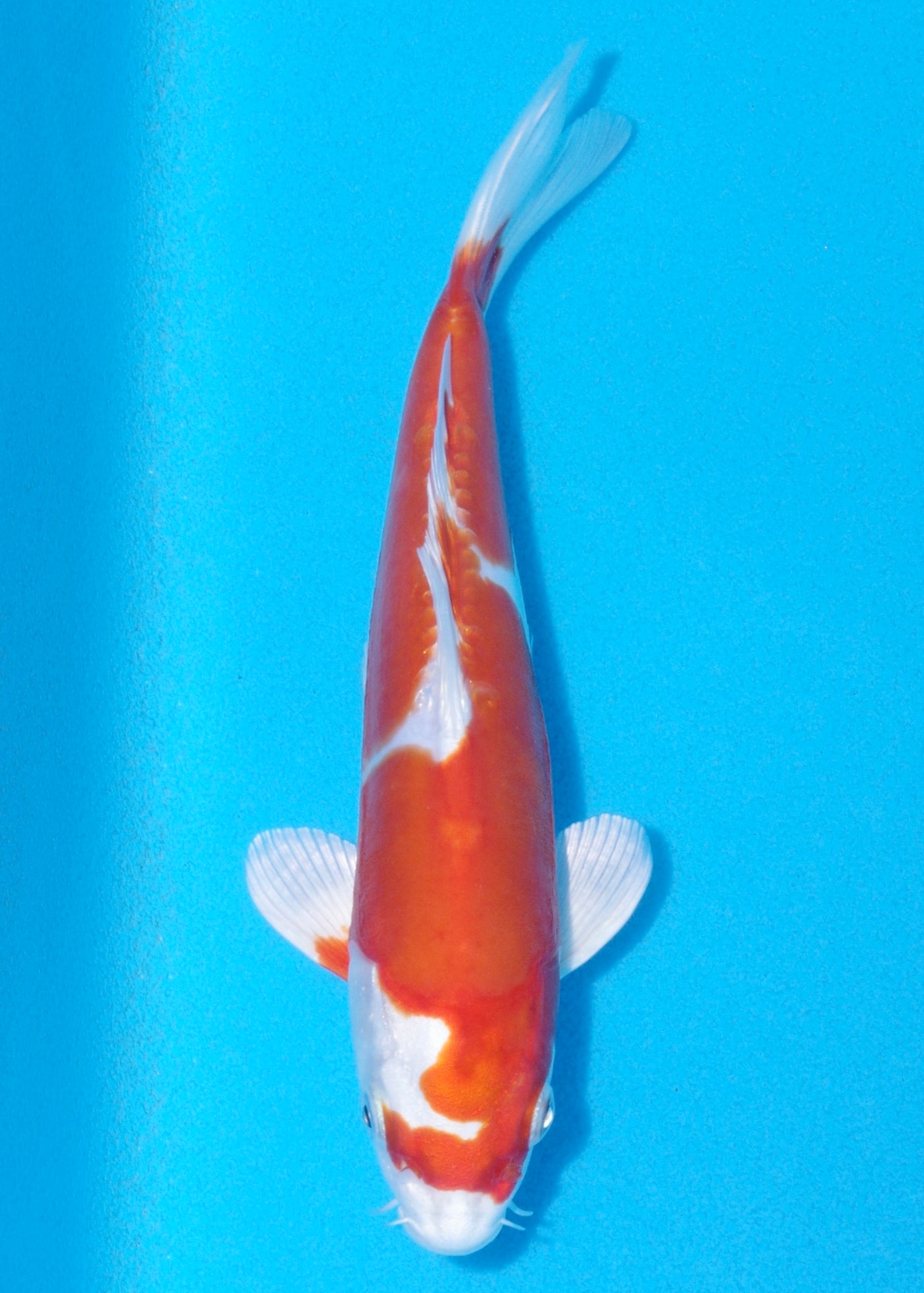 21cm kikisui (Byer Koi Farm) REF - OCT037