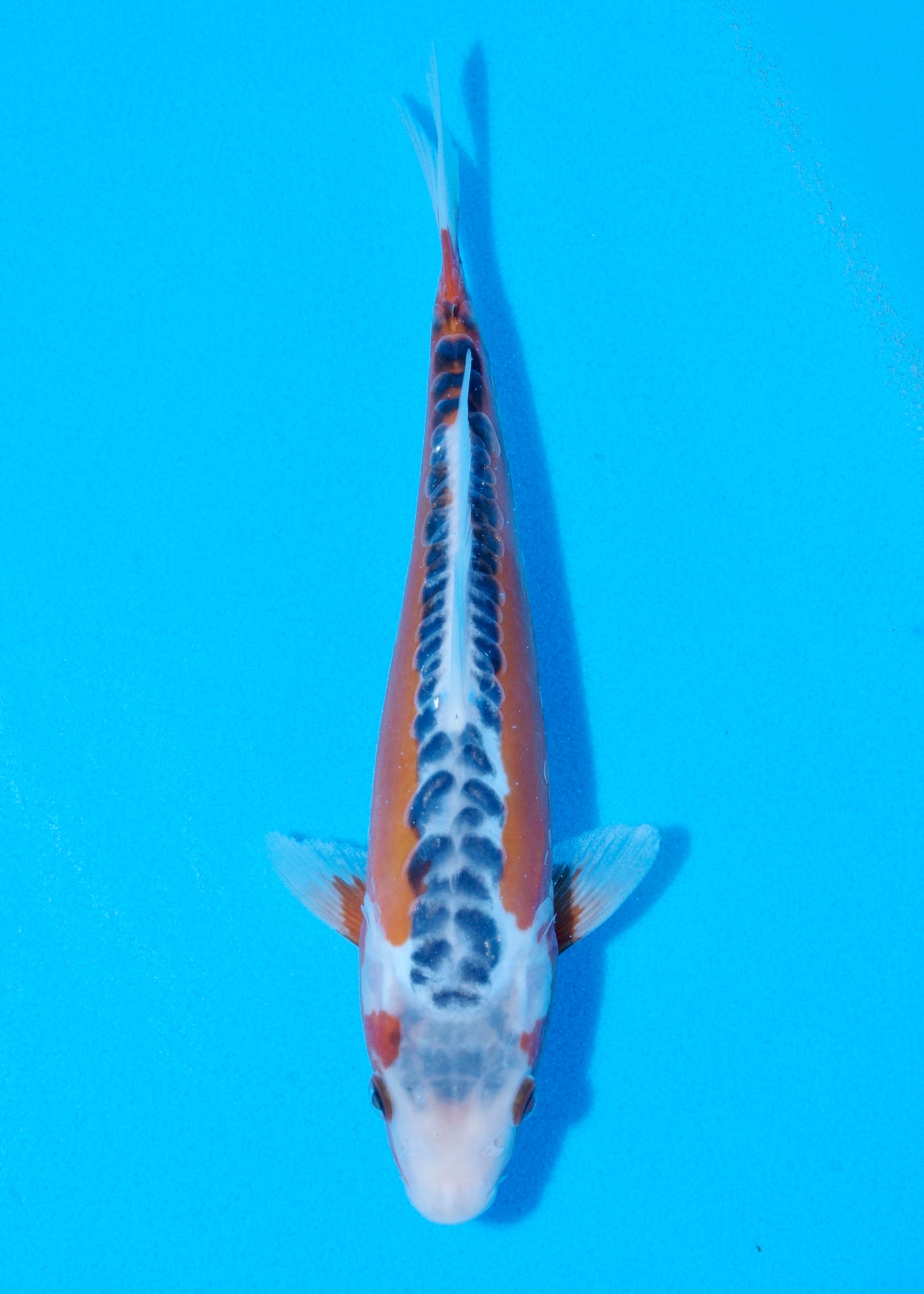 26cm Shusui (Byer Koi Farm) REF - JUN37
