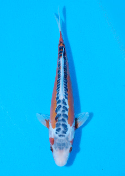 26cm Shusui (Byer Koi Farm) REF - JUN37