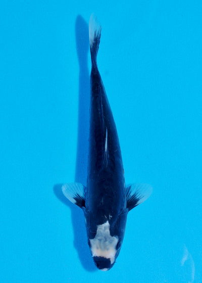 26cm Kumonryu (Byer Koi Farm) REF - JUN38