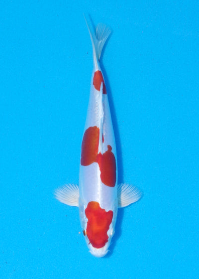 21.5cm Kikisui (Byer Koi Farm) REF - MA76