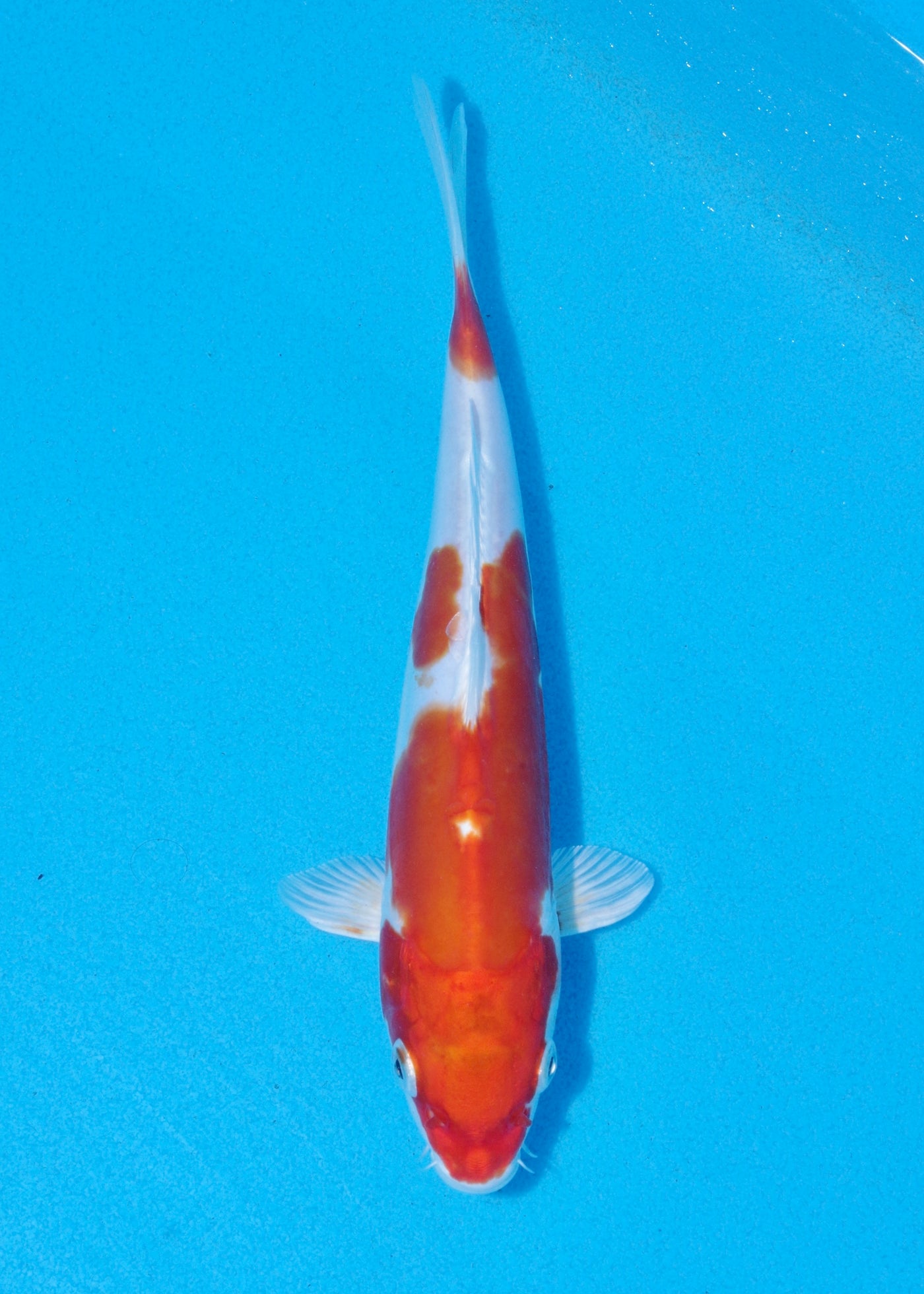 23cm kikisui (Byer Koi Farm) REF - OCT038