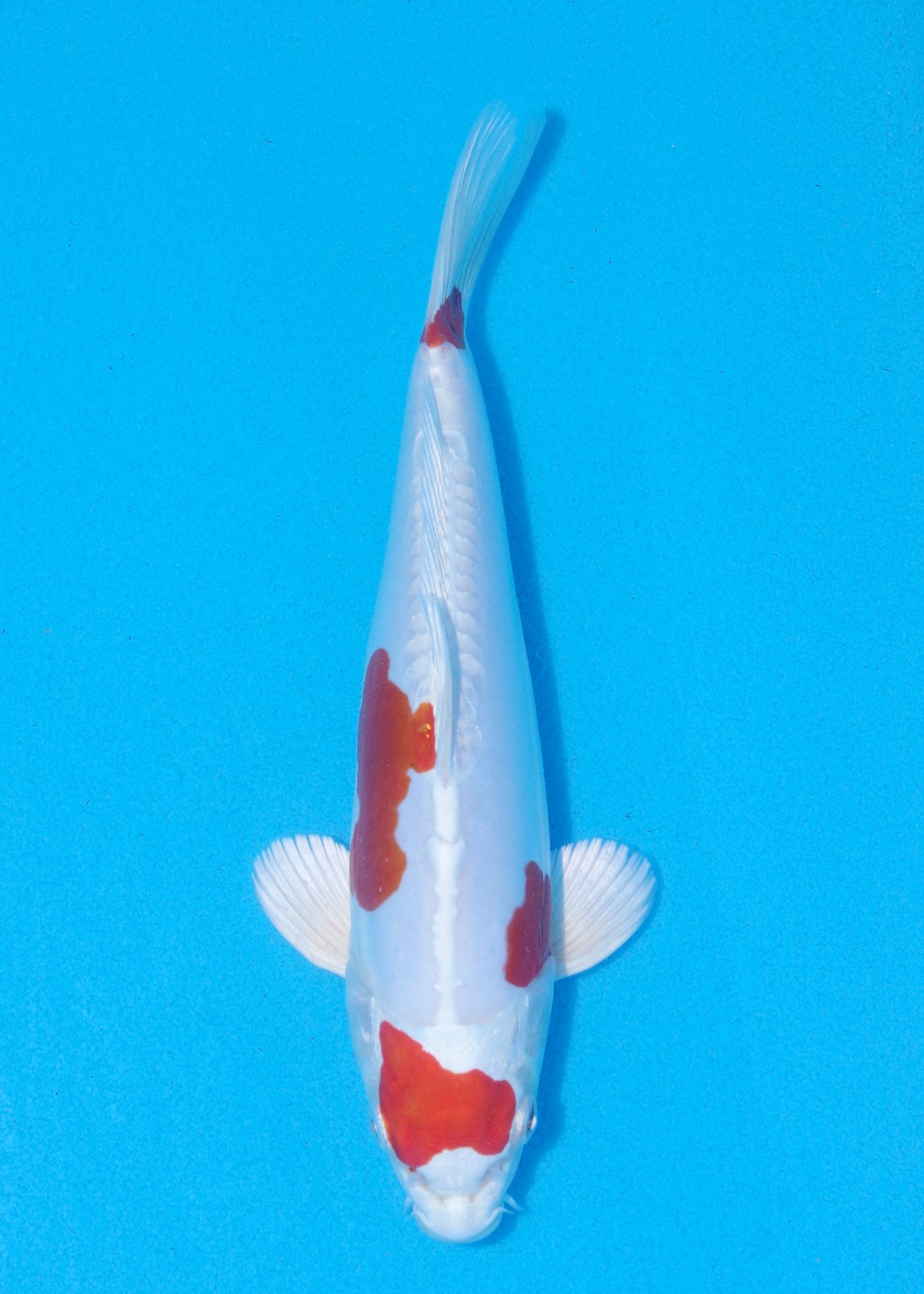 23.5cm Kikisui (Byer Koi Farm) REF - MA77