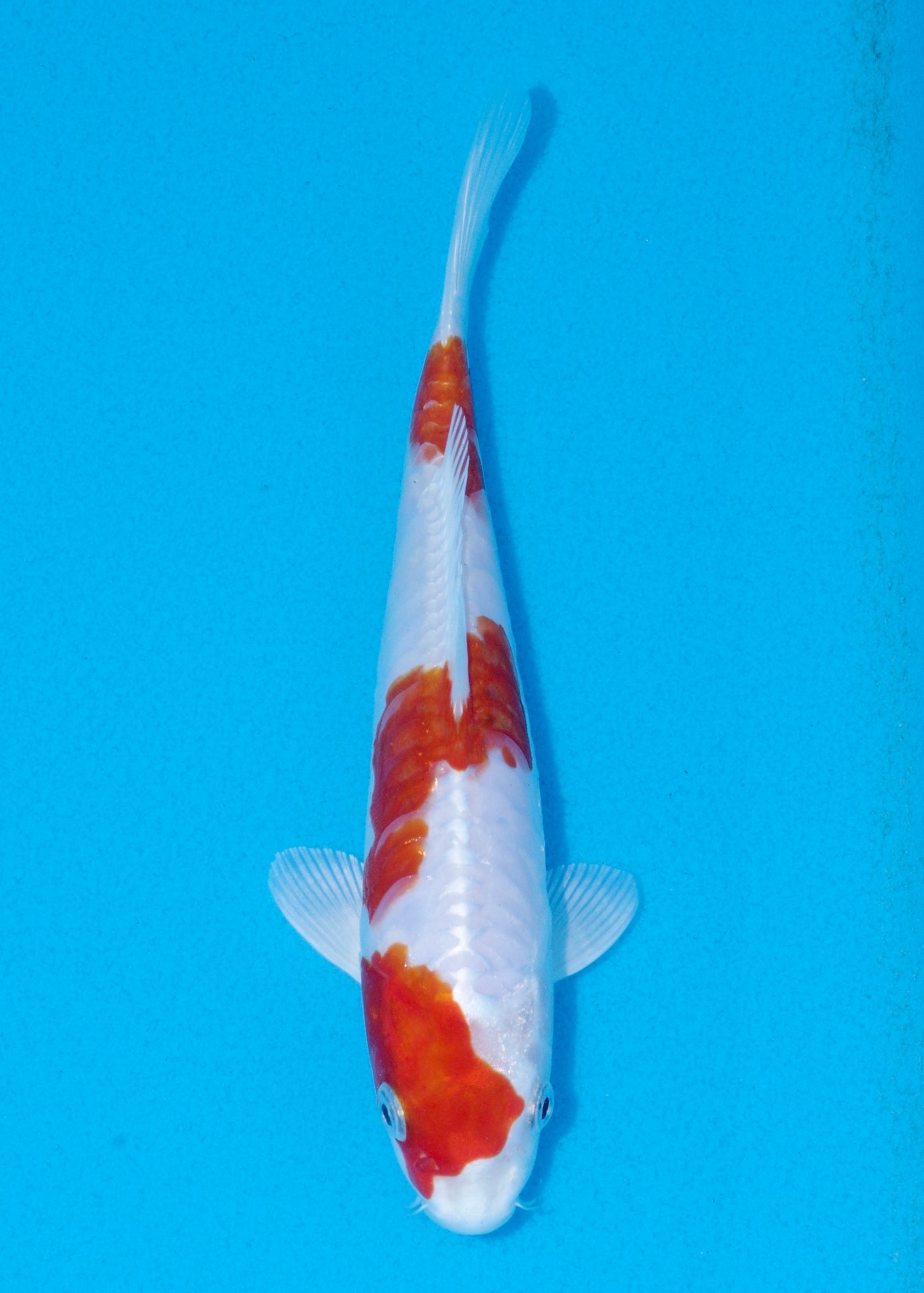 21cm Kikisui (Byer Koi Farm) REF - OCT039