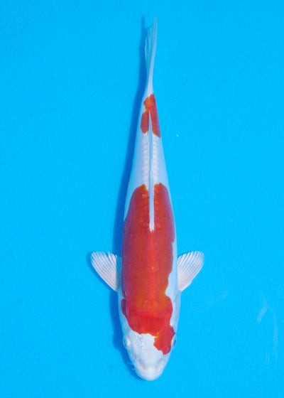 27cm Kikisui (Byer Koi Farm) REF - JUN39
