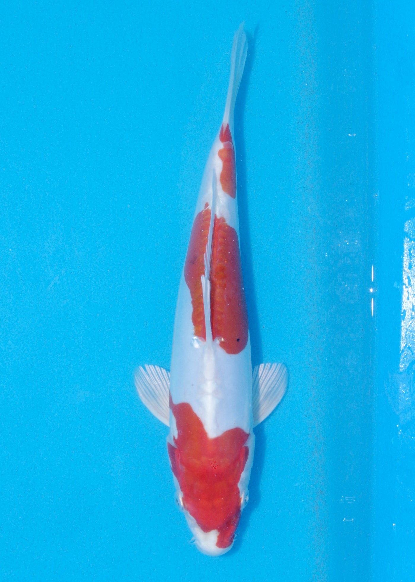 27cm Kikisui (Byer Koi Farm) REF - JUN03