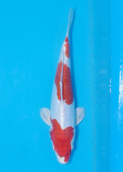 27cm Kikisui (Byer Koi Farm) REF - JUN03