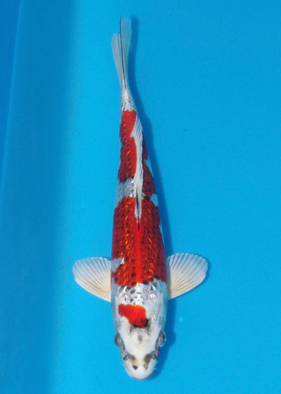 34cm Ginrin Kujaku (Marusaka) REF - OCT007