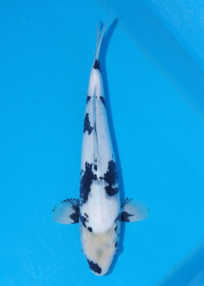 41cm Shiro Utsuri (Kaneko) REF - JUN60