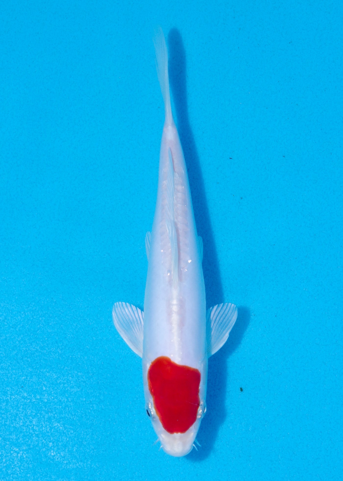 21cm Tancho Kikisui (Byer Koi Farm) REF - OCT040