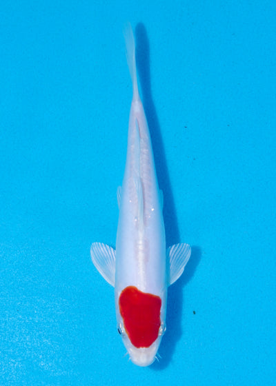 21cm Tancho Kikisui (Byer Koi Farm) REF - OCT040