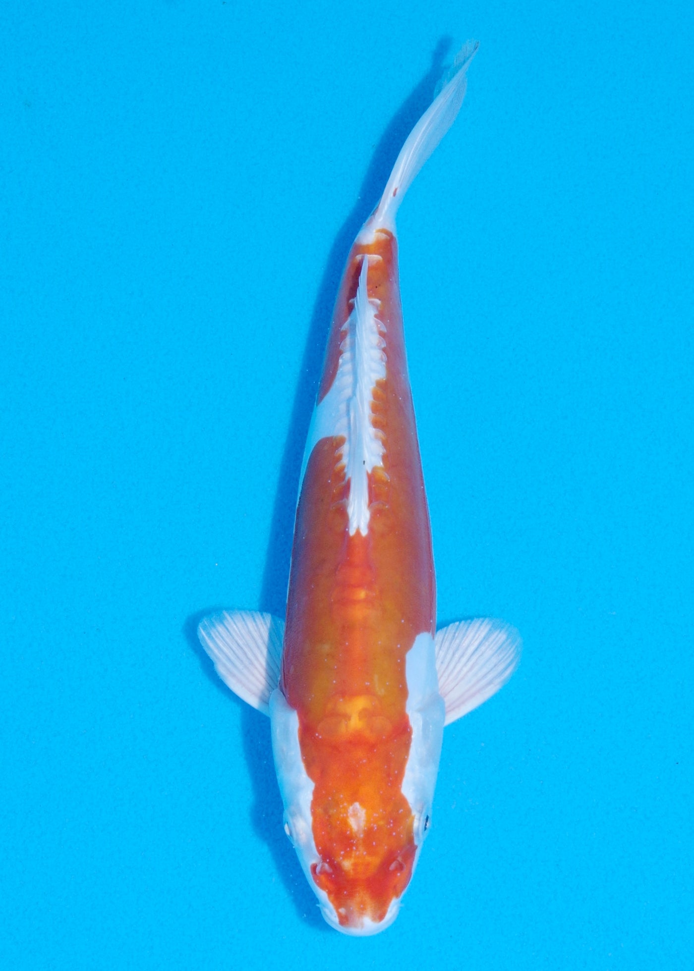 27cm Kikisui (Byer Koi Farm) REF - JUN40