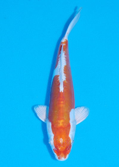 27cm Kikisui (Byer Koi Farm) REF - JUN40