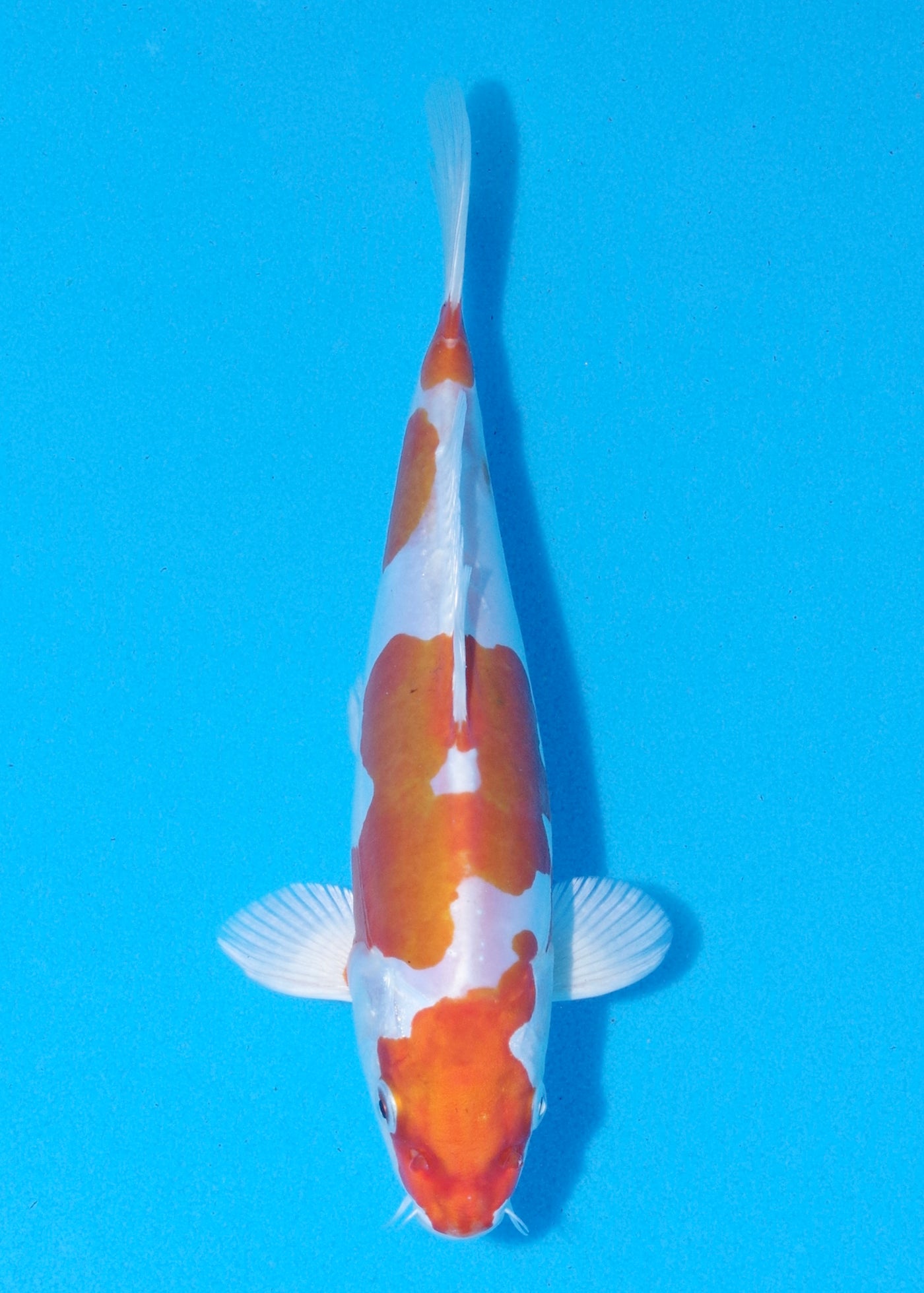 23cm Kikisui (Byer Koi Farm) REF - MA79