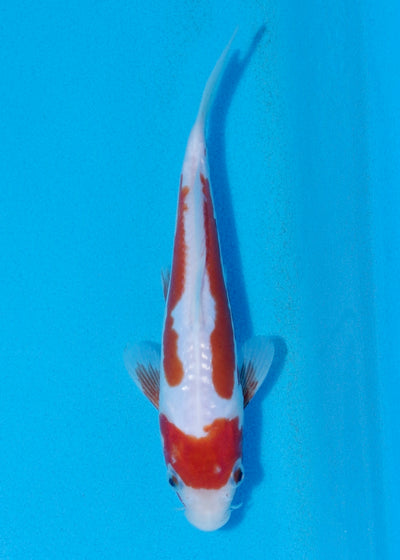 21cm Kosui (Byer Koi Farm) REF - OCT041