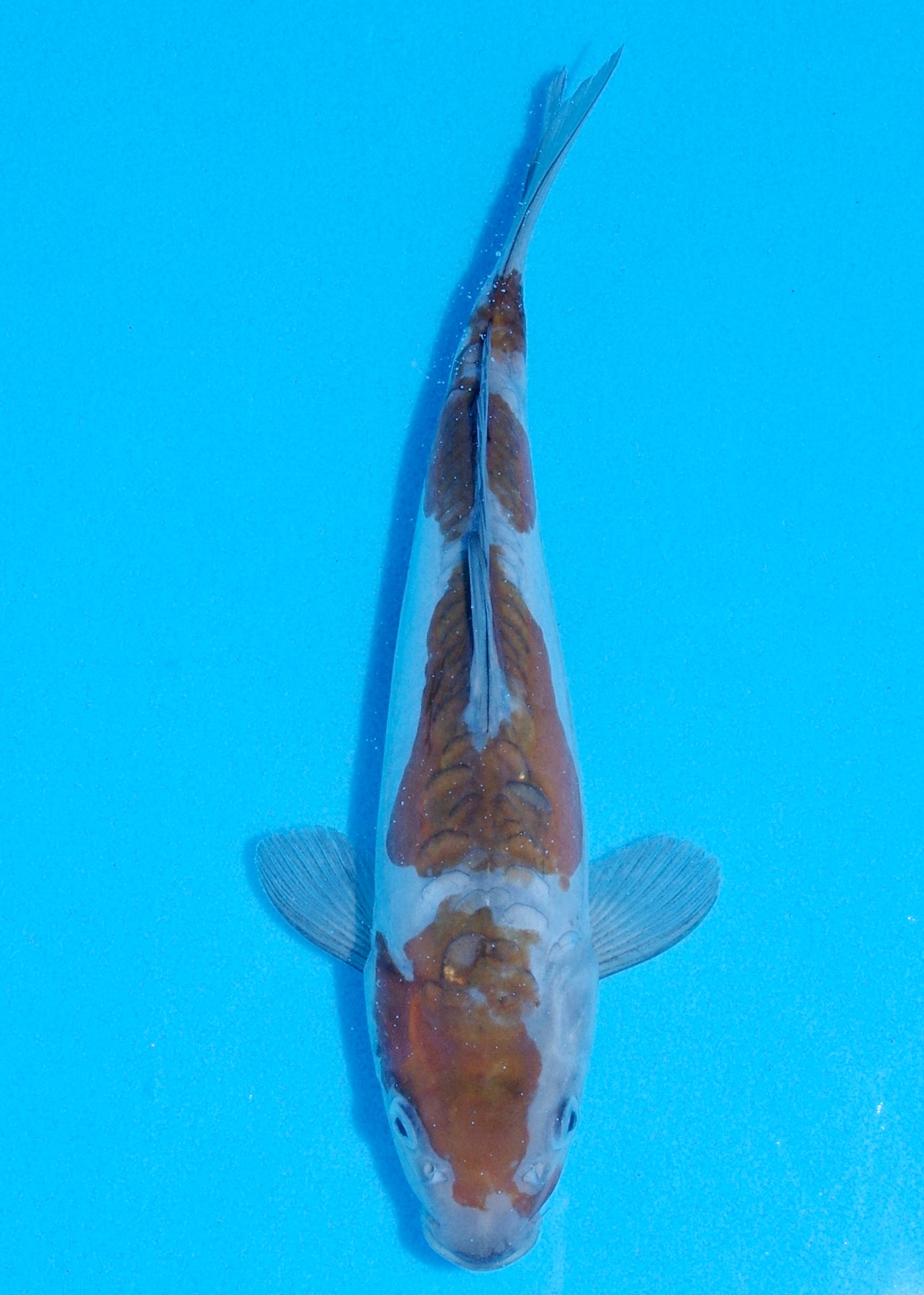 27cm Doitsu Ochiba (Byer Koi Farm) REF - JUN41