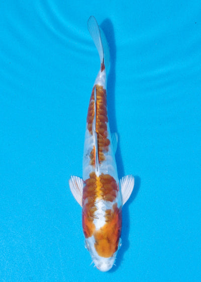 24cm Doitsu Kogane Ochiba (Byer Koi Farm) REF - OCT042