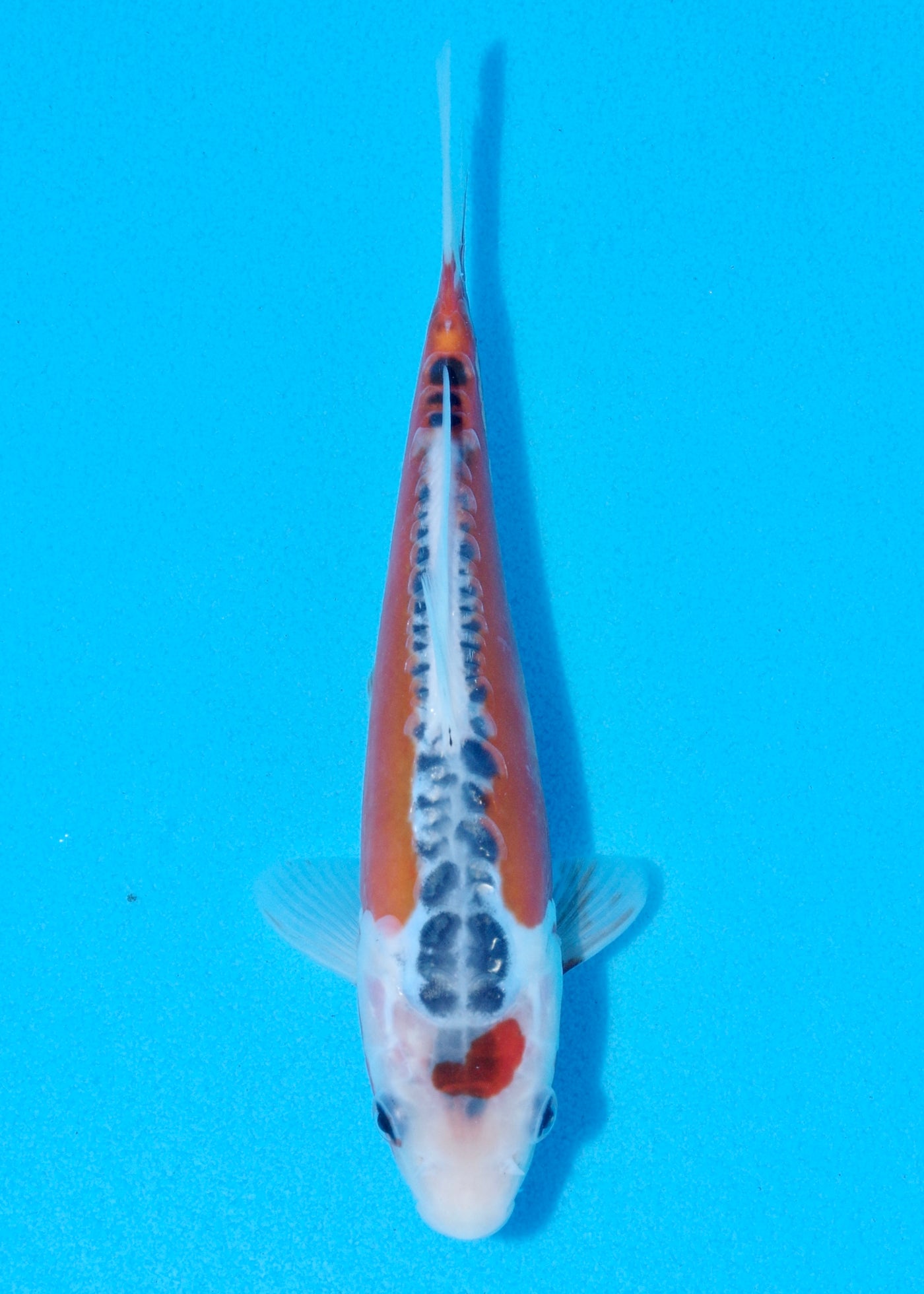 21cm Shusui (Byer Koi Farm) REF - OCT043
