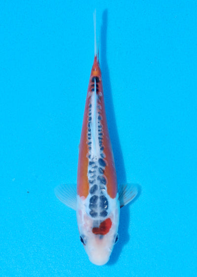 21cm Shusui (Byer Koi Farm) REF - OCT043