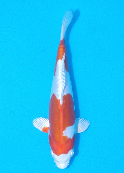 22.5cm Kikisui (Byer Koi Farm) REF - MA81