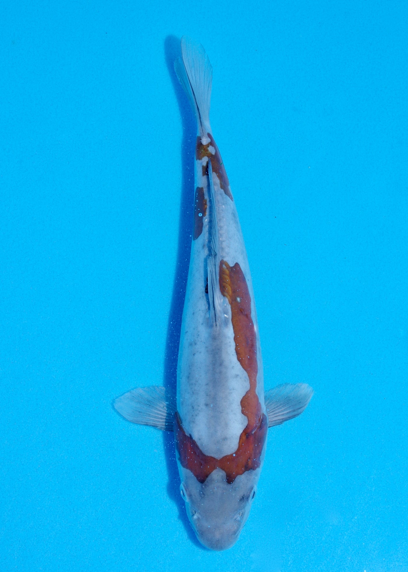 29cm Doitsu Ochiba (Byer Koi Farm) REF - JUN43