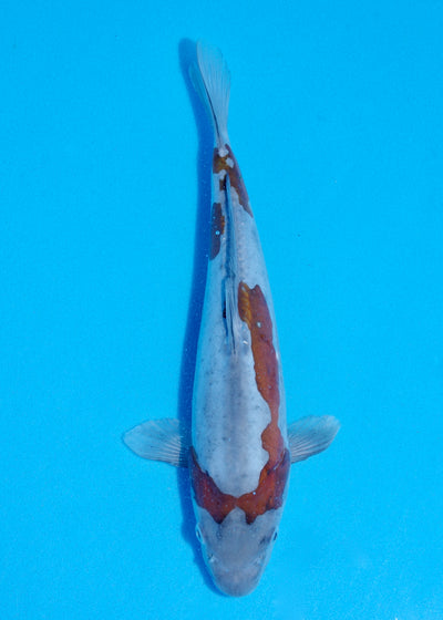 29cm Doitsu Ochiba (Byer Koi Farm) REF - JUN43