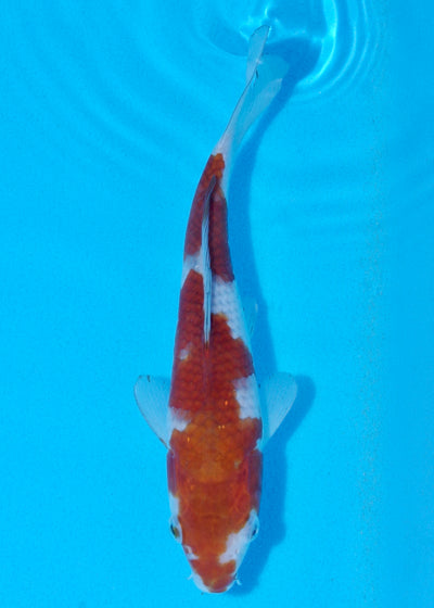 25cm Ochiba (Byer Koi Farm) REF - OCT044