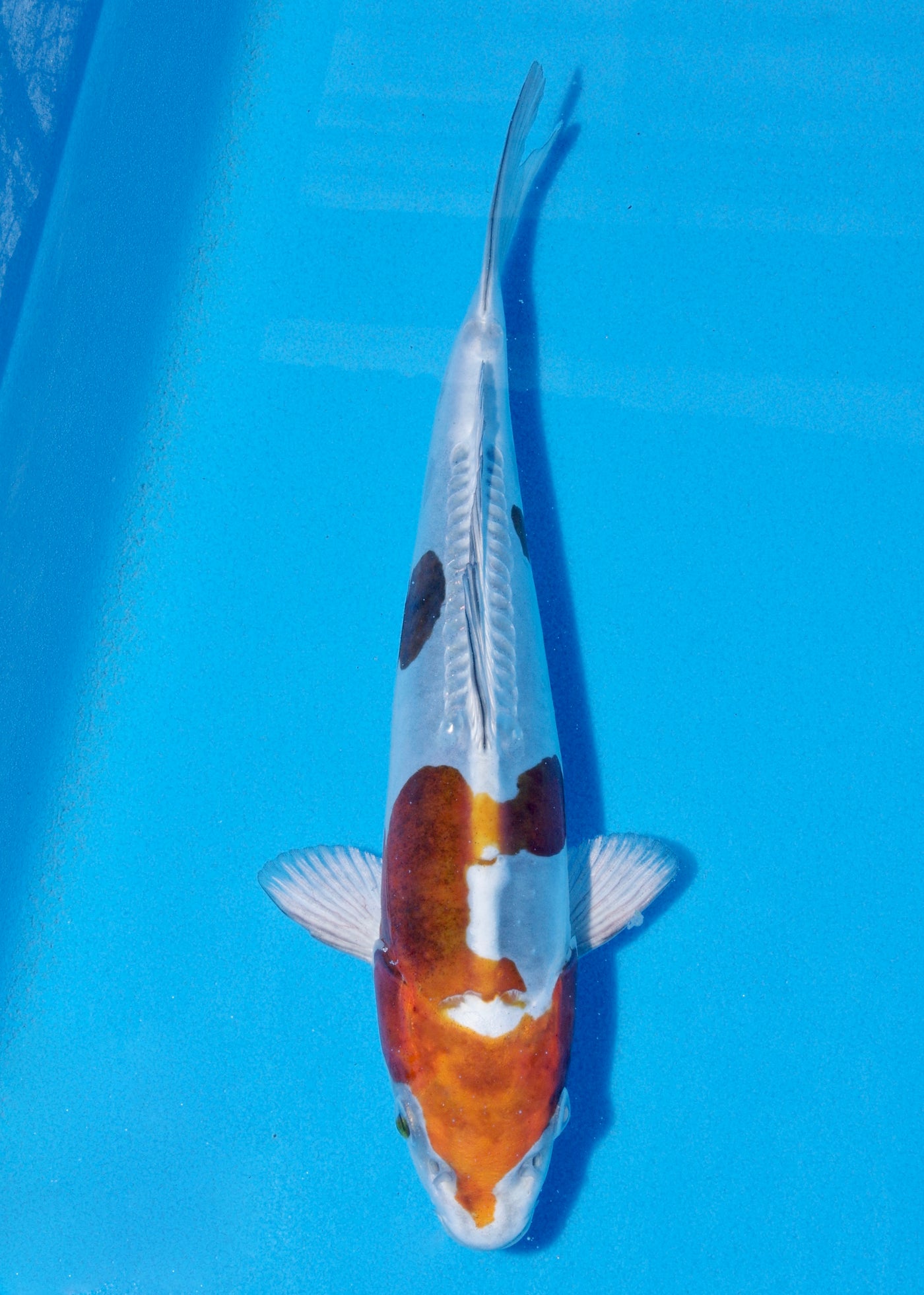 29cm Doitsu Kogane Ochiba (Byer Koi Farm) REF - JUN44