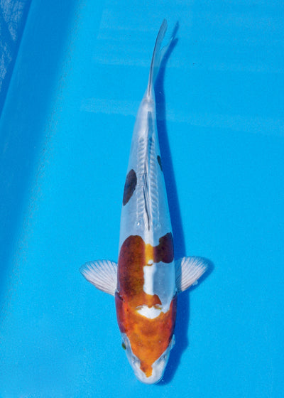 29cm Doitsu Kogane Ochiba (Byer Koi Farm) REF - JUN44