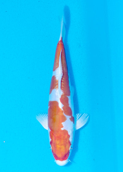 20cm Kikisui (Byer Koi Farm) REF - MA83
