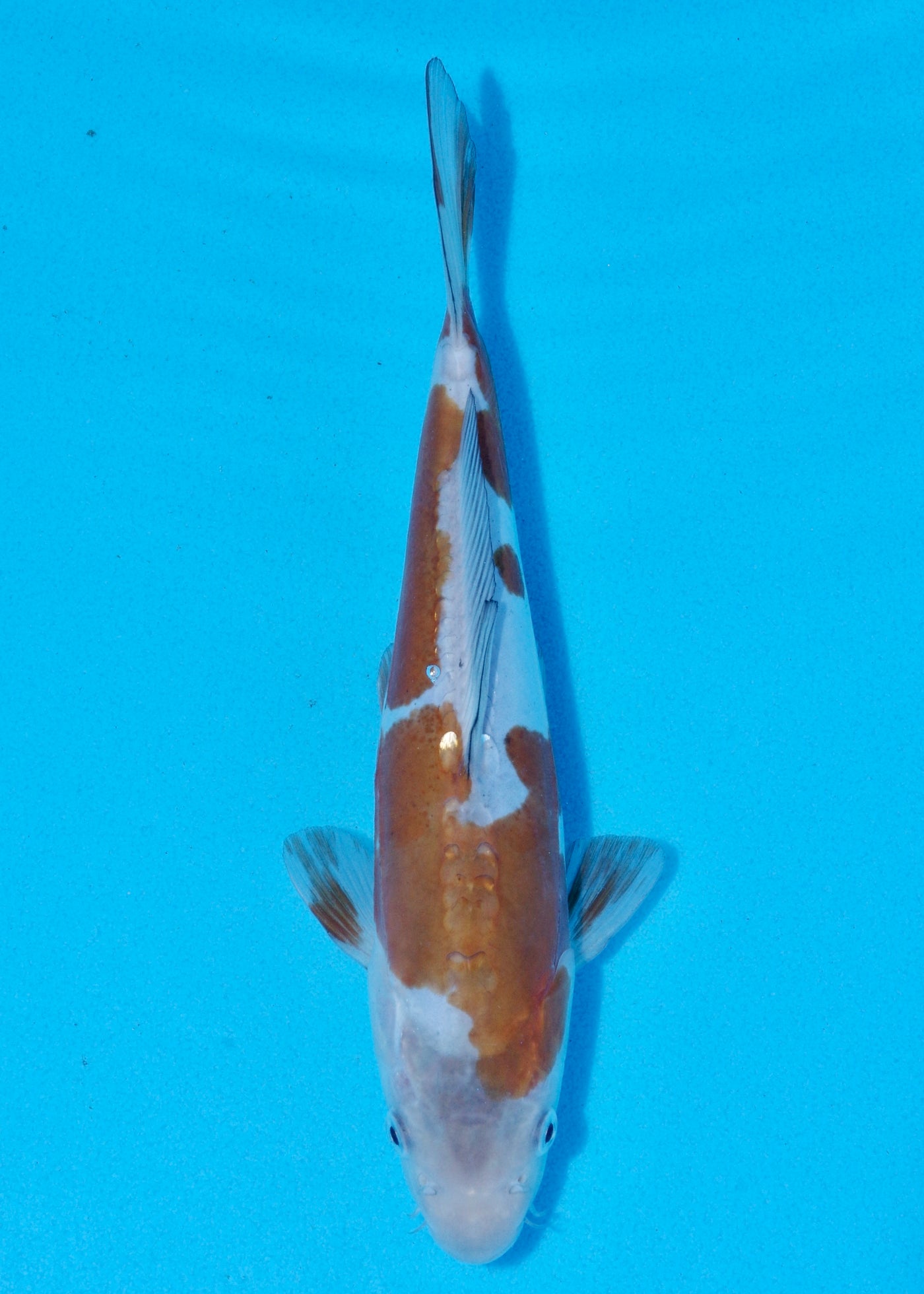 24cm Doitsu Ochiba (Byer Koi Farm) REF - OCT045