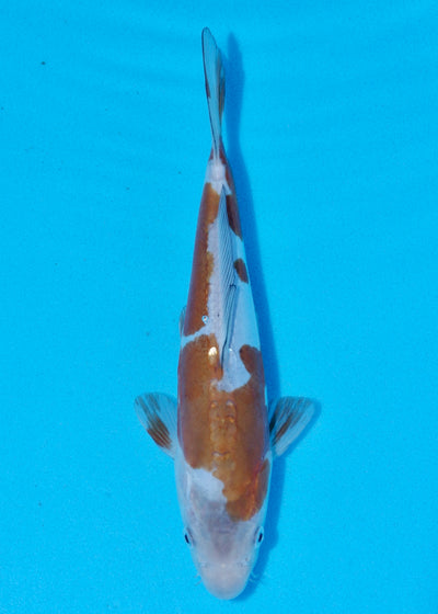 24cm Doitsu Ochiba (Byer Koi Farm) REF - OCT045