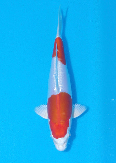 20cm Kikisui (Byer Koi Farm) REF - MA84