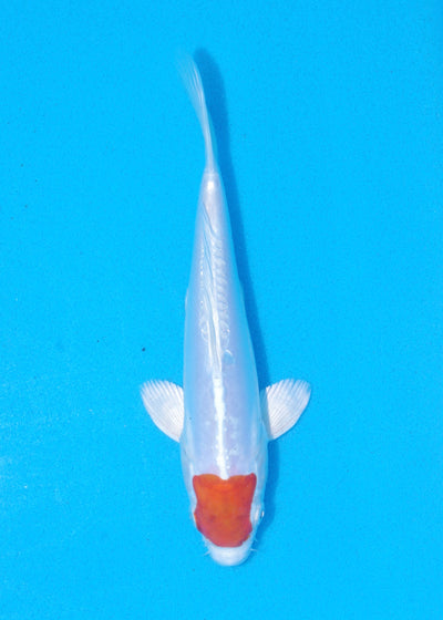 20cm Tancho Kikisui (Byer Koi Farm) REF - MA85