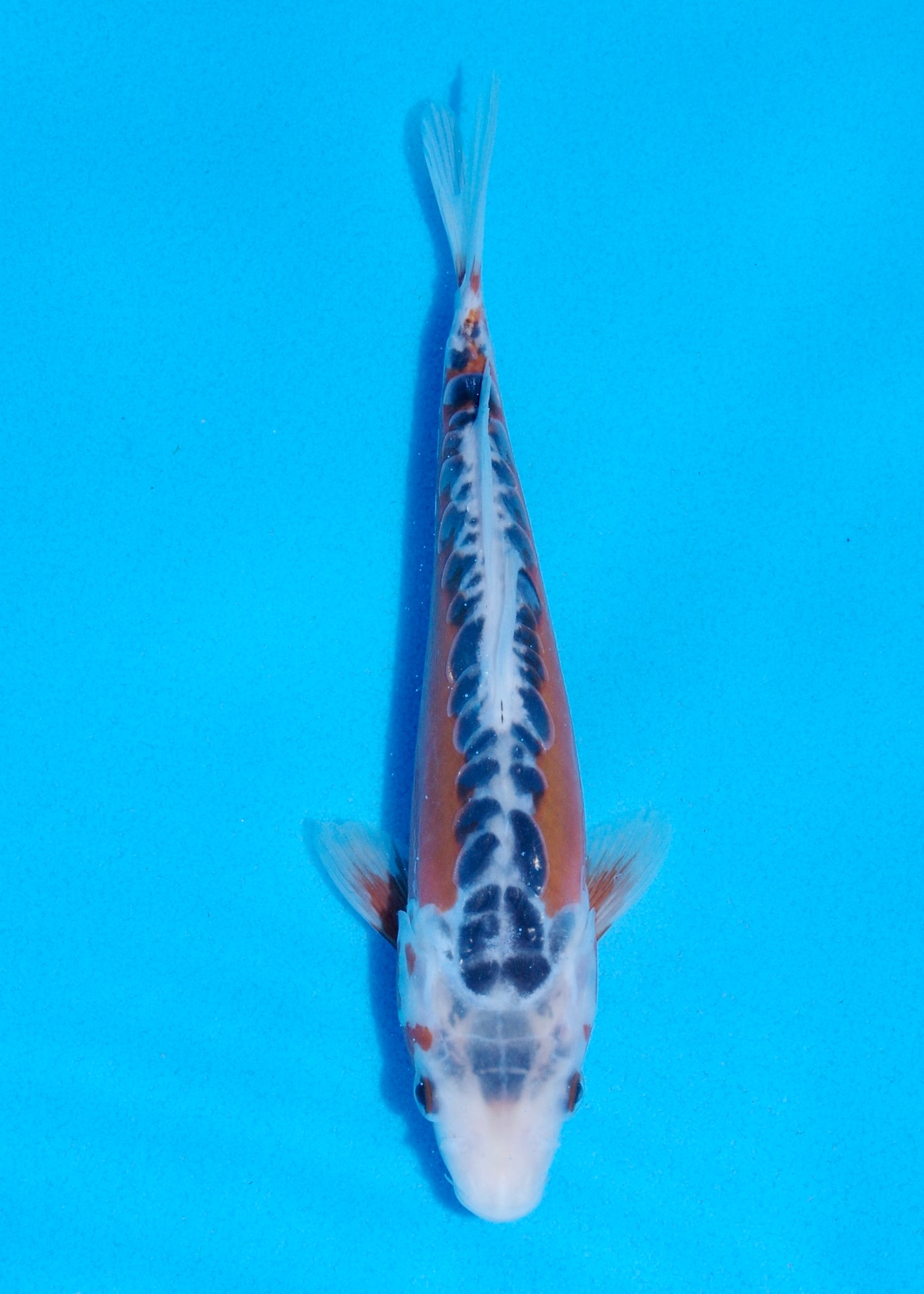 20cm Shusui (Byer Koi Farm) REF - JUN47