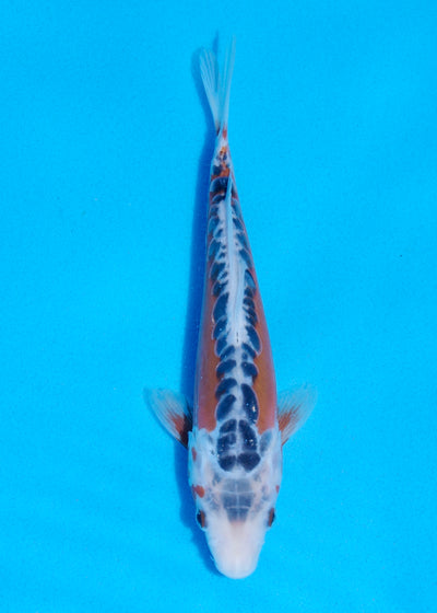 20cm Shusui (Byer Koi Farm) REF - JUN47