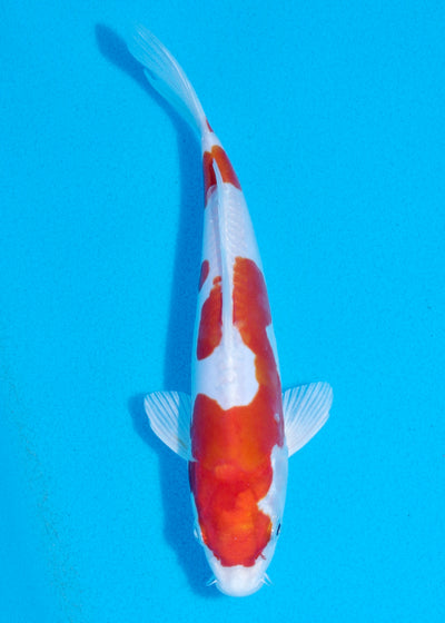 23cm Kikisui (Byer Koi Farm) REF - OCT047