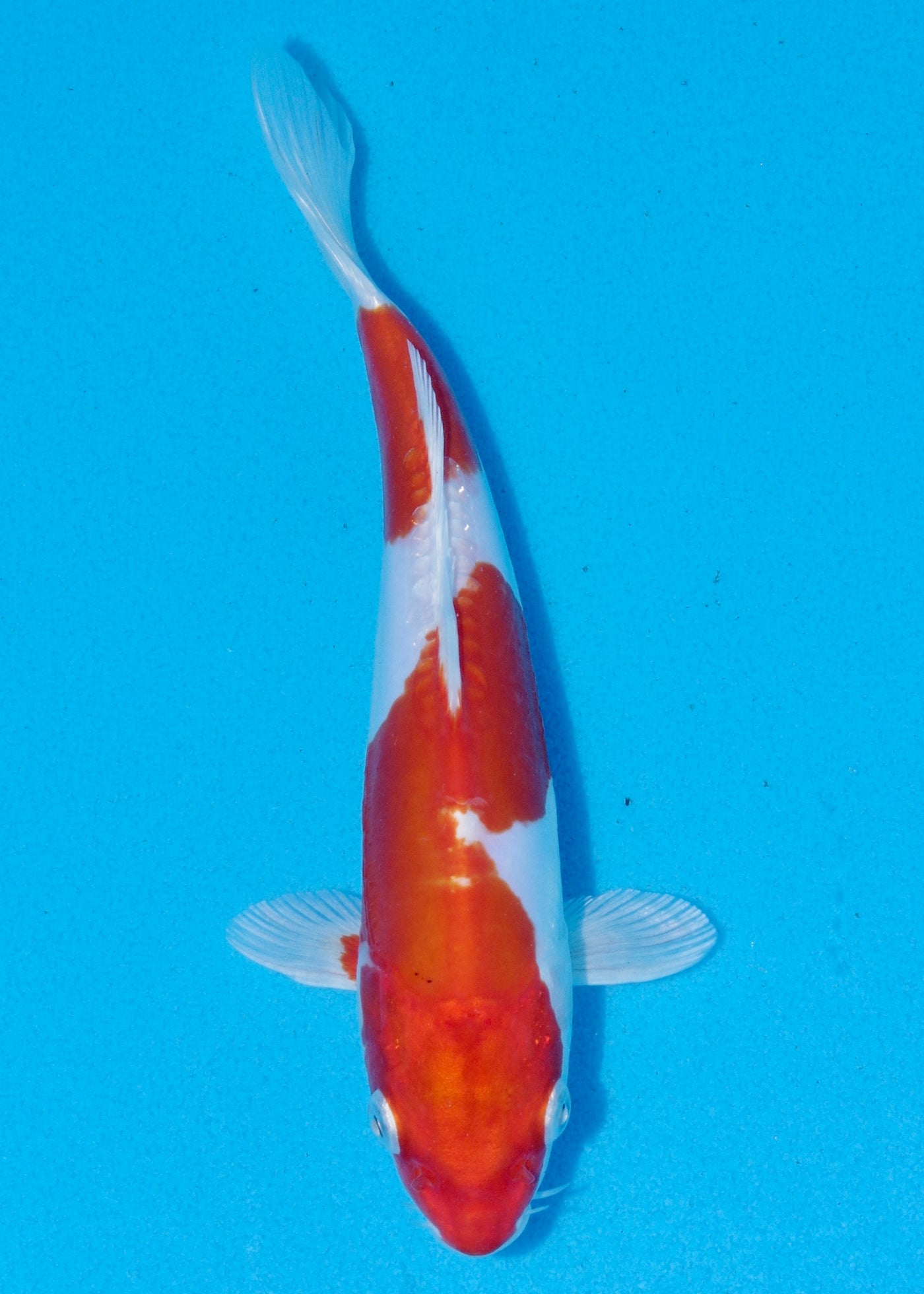 22cm Kikisui (Byer Koi Farm) REF - OCT048