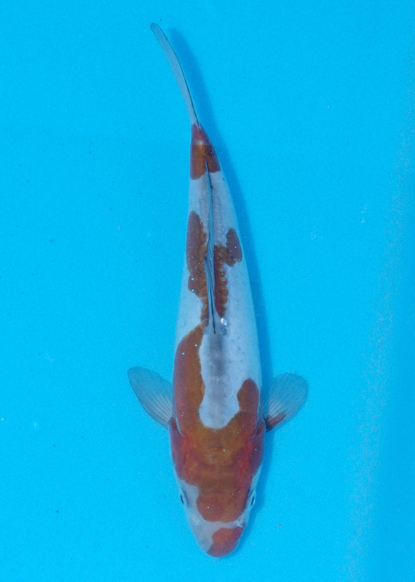 26cm Doitsu Ochiba (Byer Koi Farm) REF - JUN04