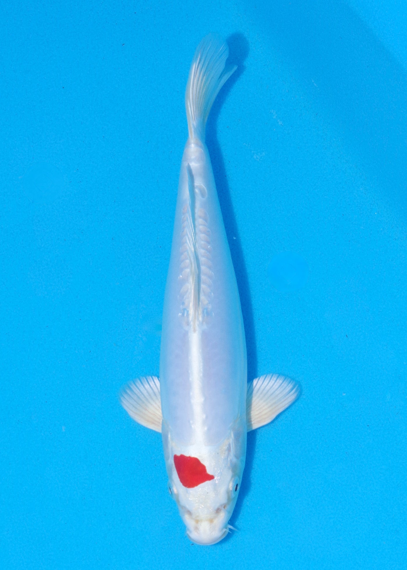 27cm Tancho Kikisui (Byer Koi Farm) REF - MA39