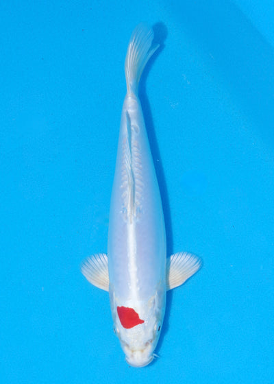 27cm Tancho Kikisui (Byer Koi Farm) REF - MA39