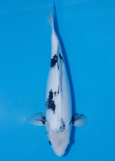 41cm Shiro Utsuri (Kaneko) REF - JUN61