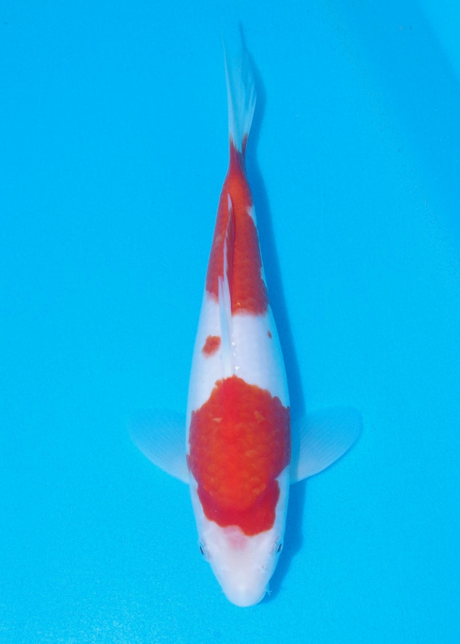27cm Kohaku REF SRL02-F008