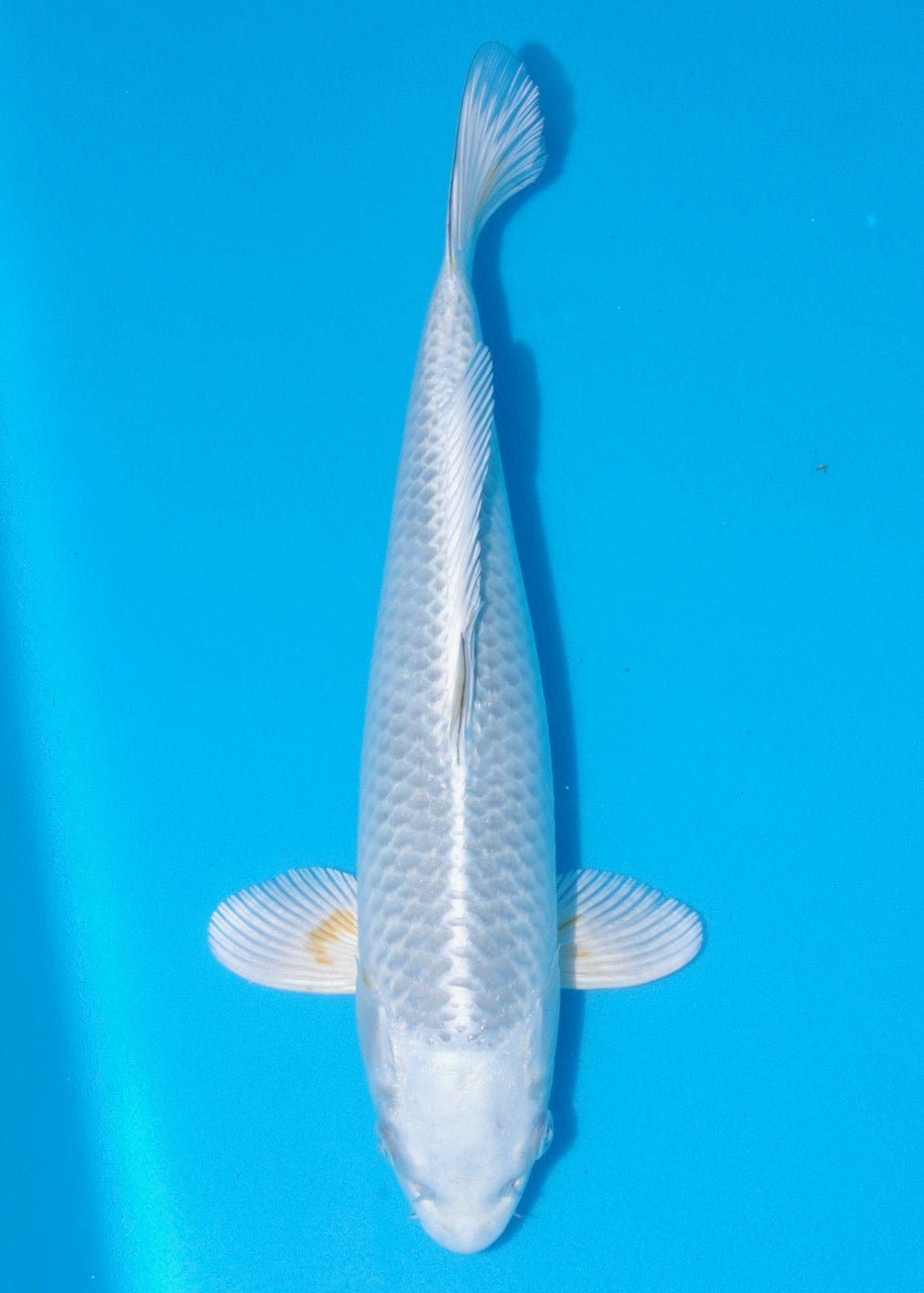 37cm Nezu Ogon REF SRL02-F010