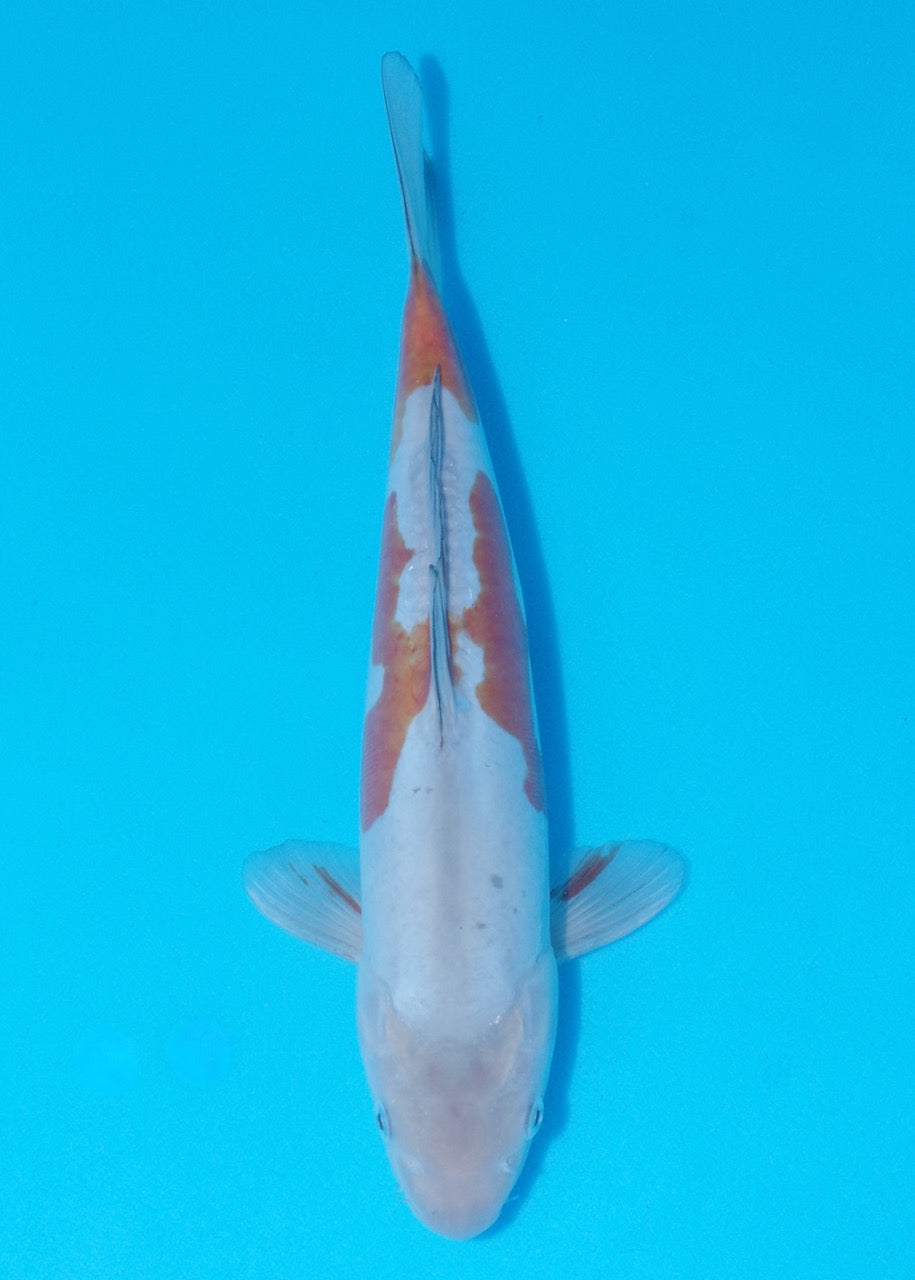 34cm Doitsu Ochiba REF SRL02-F012