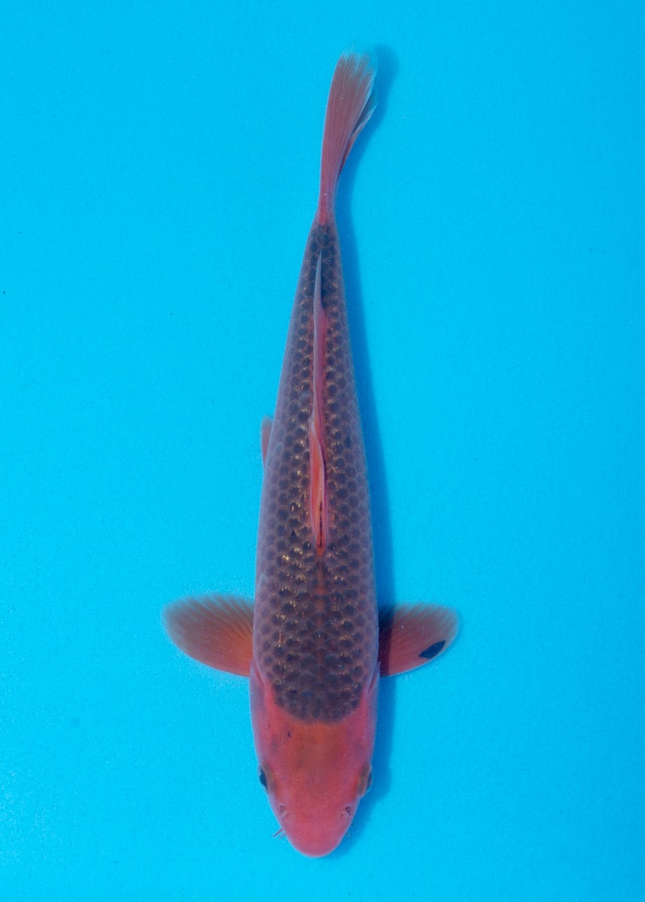 24cm Aka Matsuba REF SRL02-F002