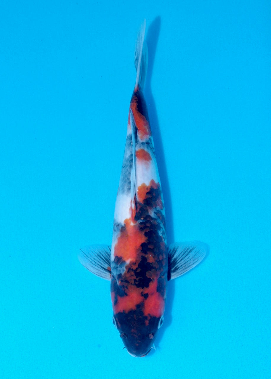 32cm Showa REF SRL02-F004