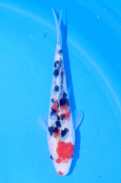 18cm Sanke (Marudo) REF - JUN50